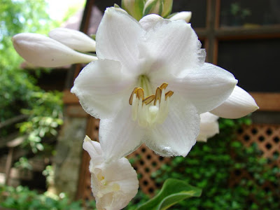 hosta