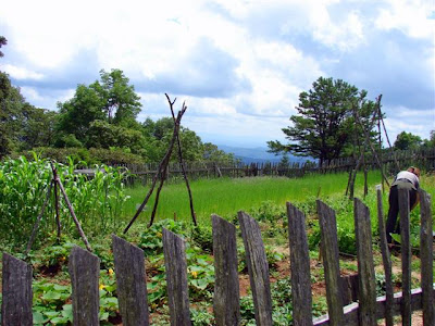 Brinegar garden