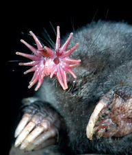8 – Star-nosed Mole