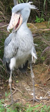 7 – Shoebill