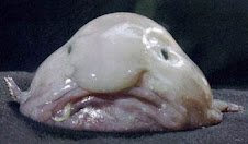 1 – Blobfish