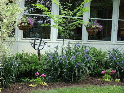 Isanti+dogwood+shrub