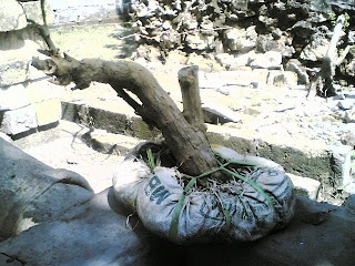 bowobonsai bakalan bonsai sisir bowobonsai bakalan bonsai sisir