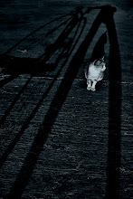 ENTRE AS PERNAS DESTE CHATO... HÁ GAT©