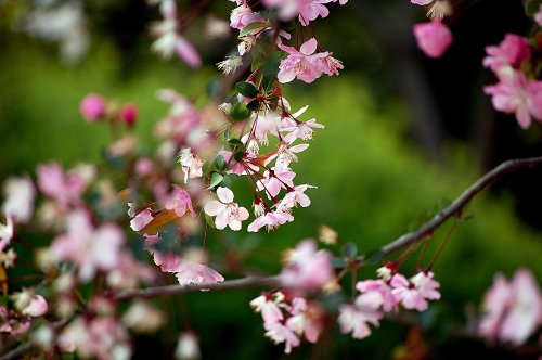 and It�s Me: My Faforite Flowers ((Part II))