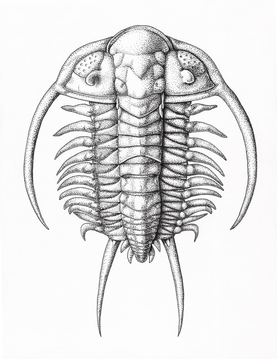 ART Evolved Life's Time Capsule The Trilobite Gallery