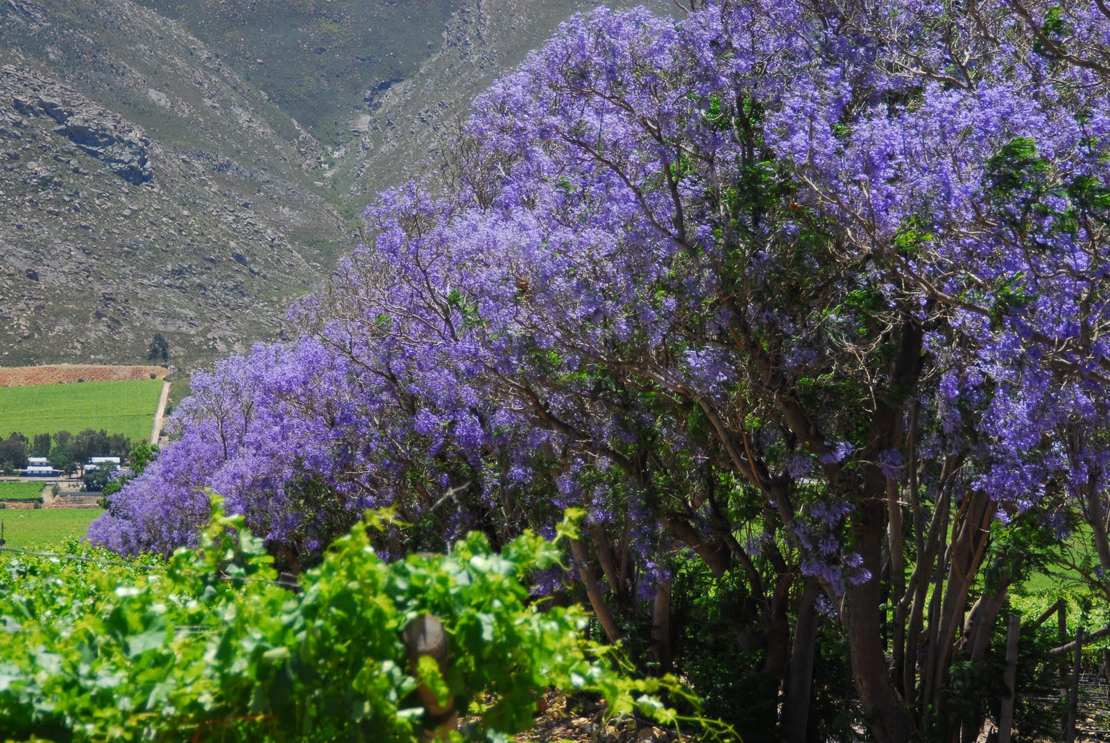 purple tree jacaranda purple tree jacaranda