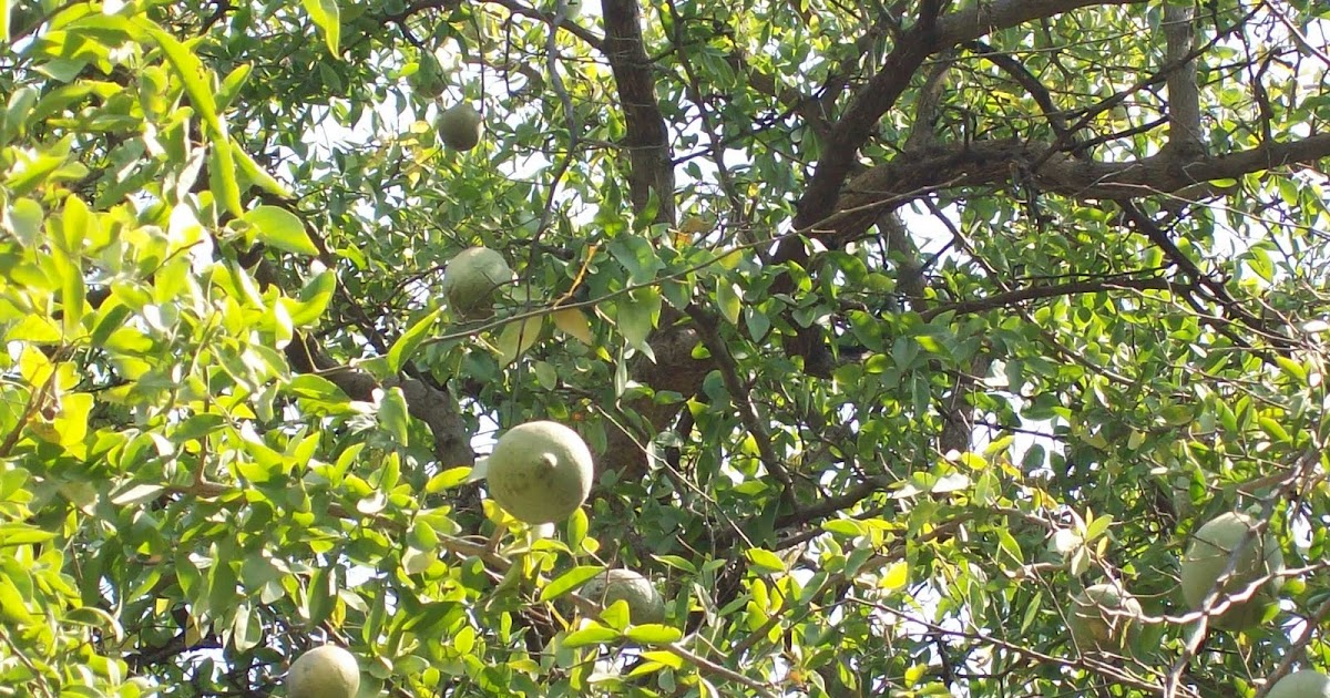 gardentropics The Bilva Tree