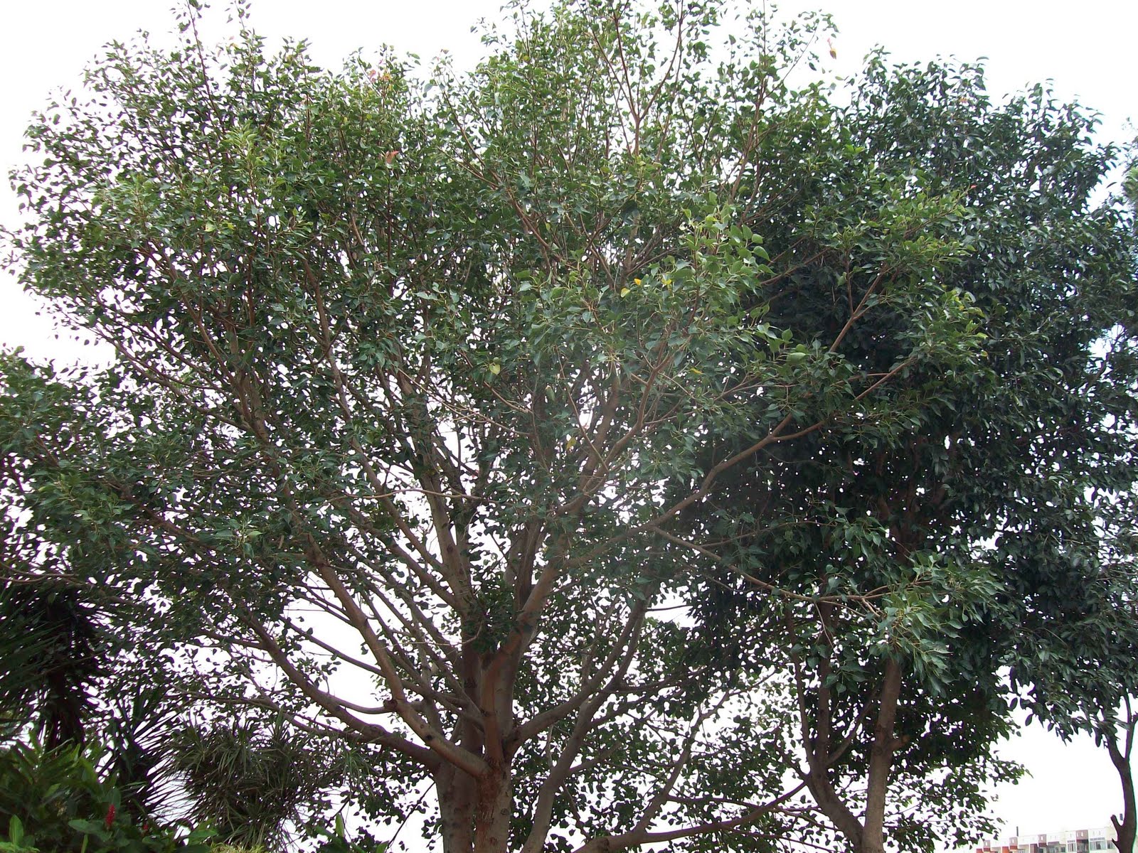 gardentropics Buddha's Trees