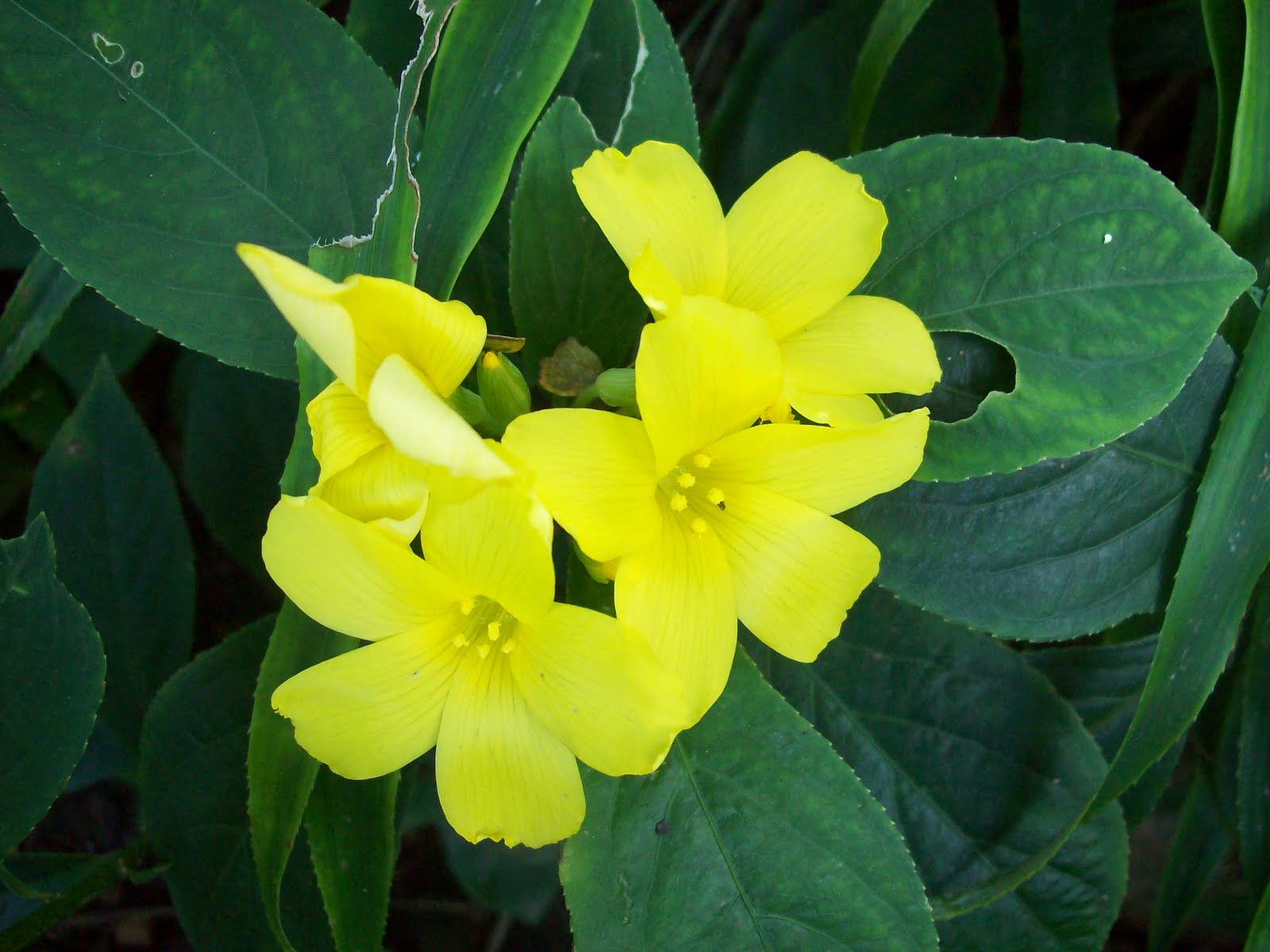 gardentropics Today's Flowers Beauty without Perfume