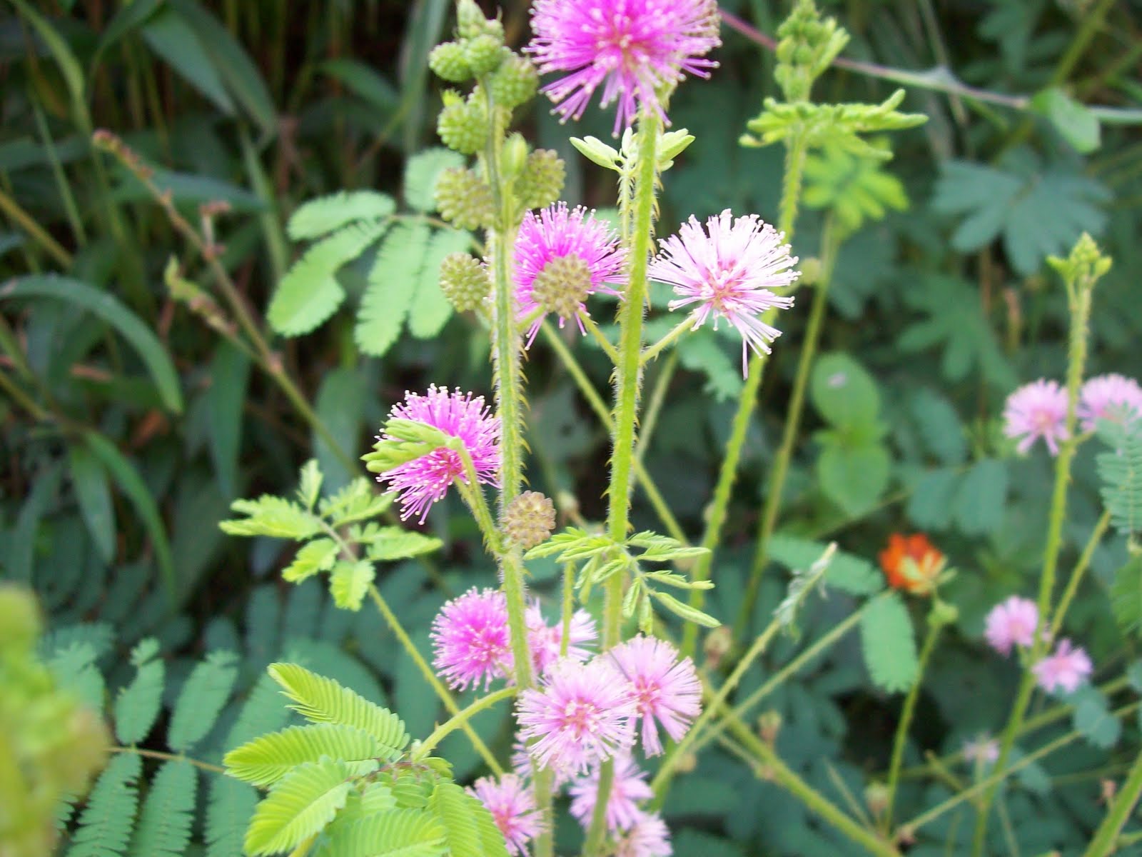 Indian flowers and herbs Wild Flowers of Wayanad