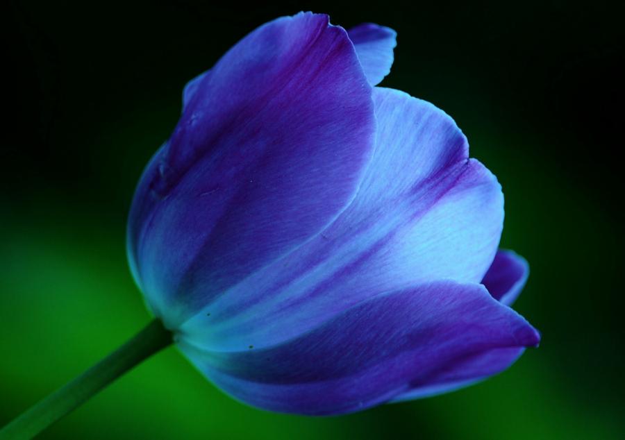 Bunga Tulip Biru