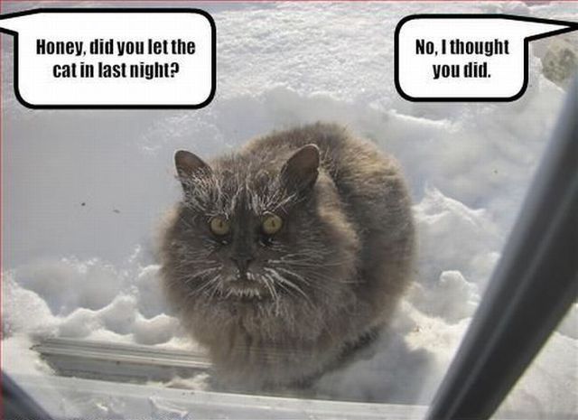 Cat Poor