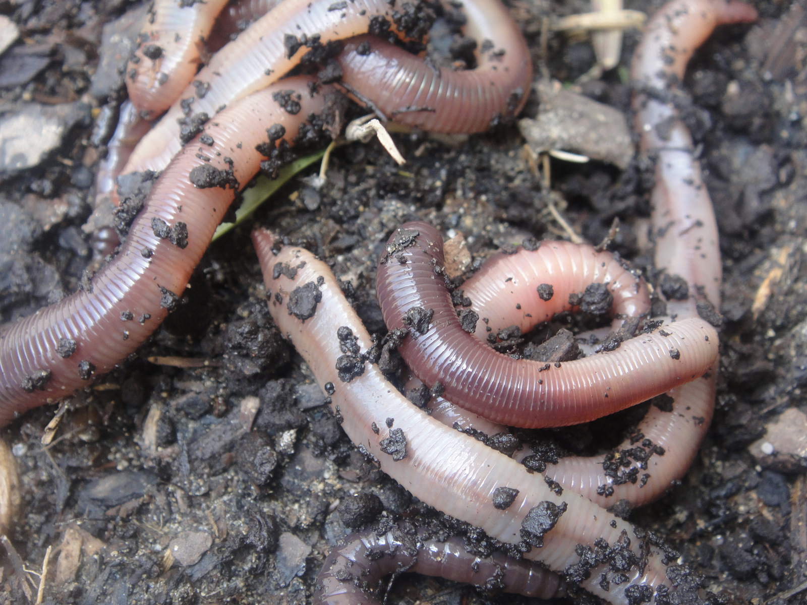 Moments to Live By I Keep Worms in My Fridge