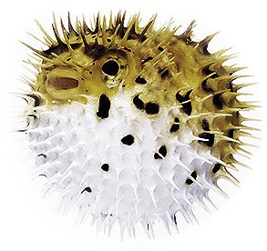 [angry-puffer-fish-2.jpg]