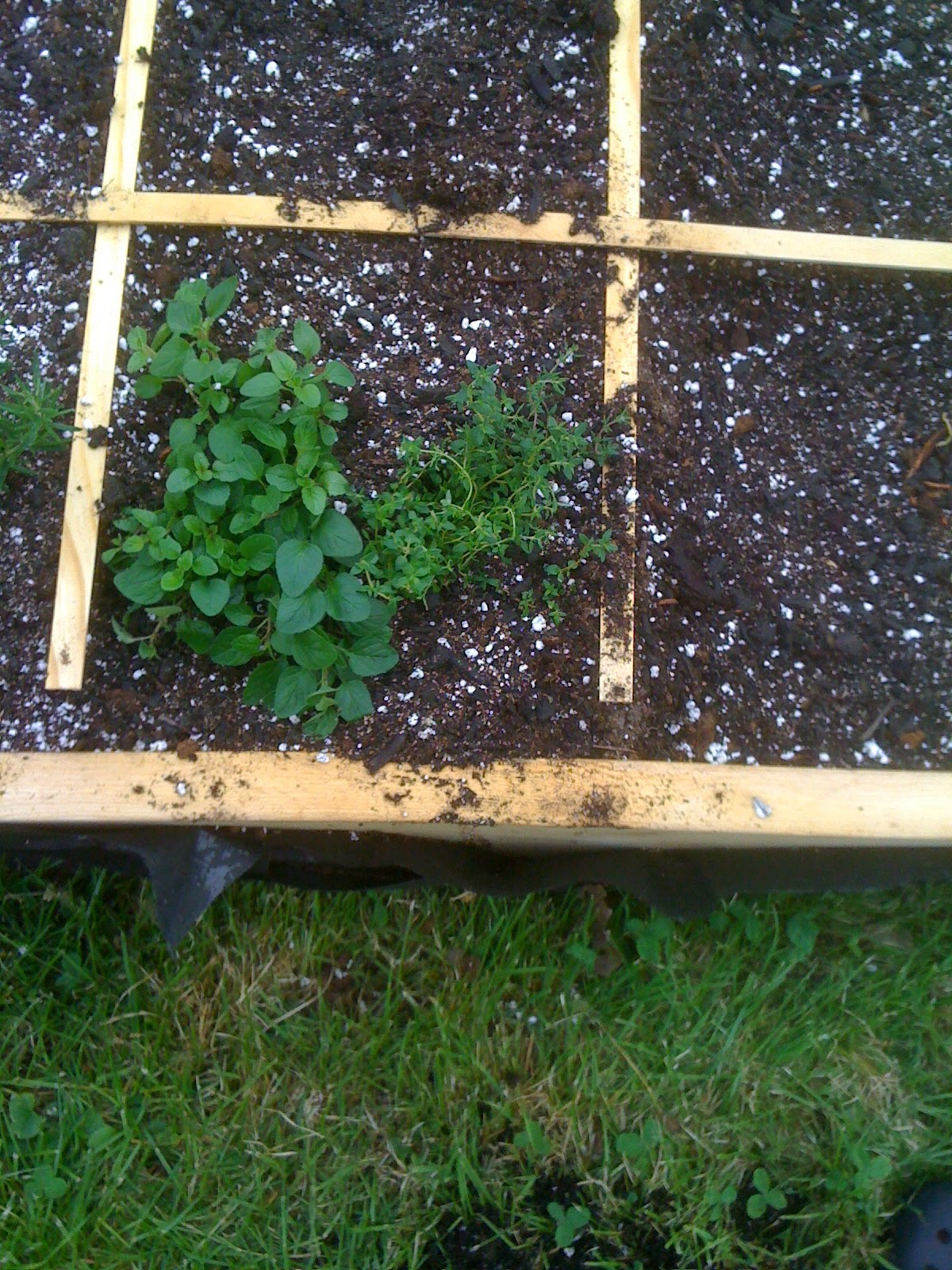 Katy's Square Foot Garden