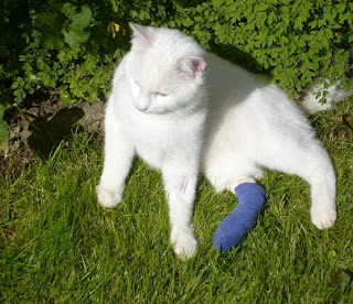 bandaged leg