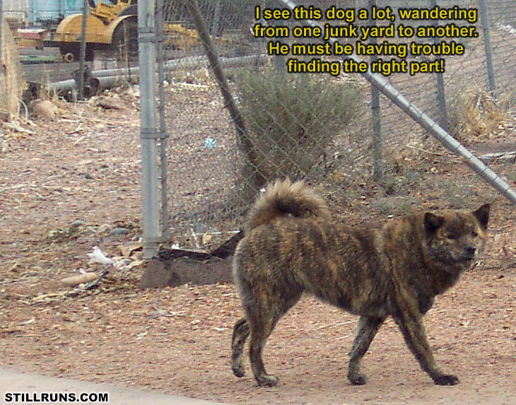 Yard Dog
