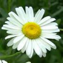 [Daisy.jpg]