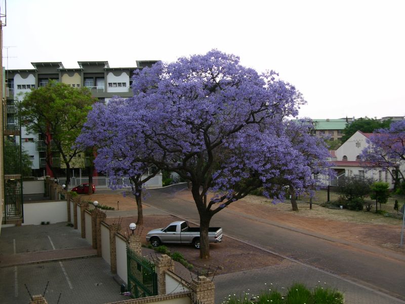 [jacaranda1.jpg]