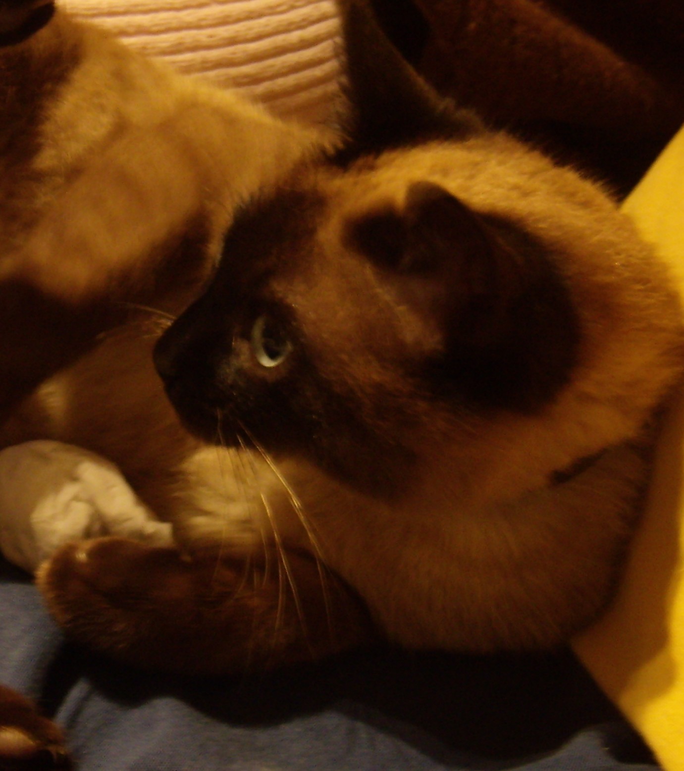 [gato.JPG]