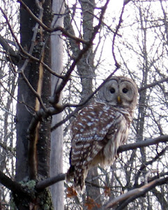 Owl on cold winter day