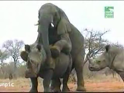 elefante-cogiendose-a-un-rinoceronte_imagenGrande