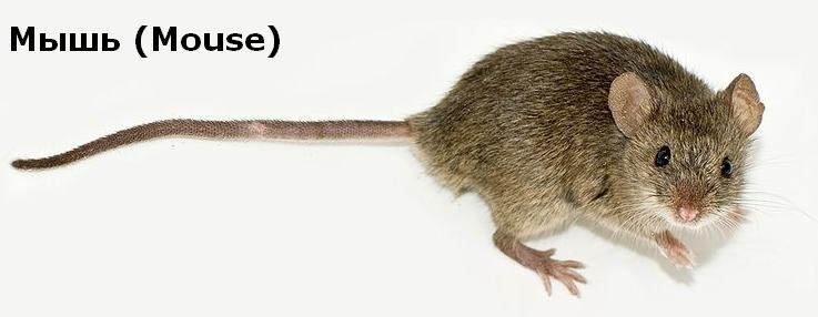Мышь (Mouse)