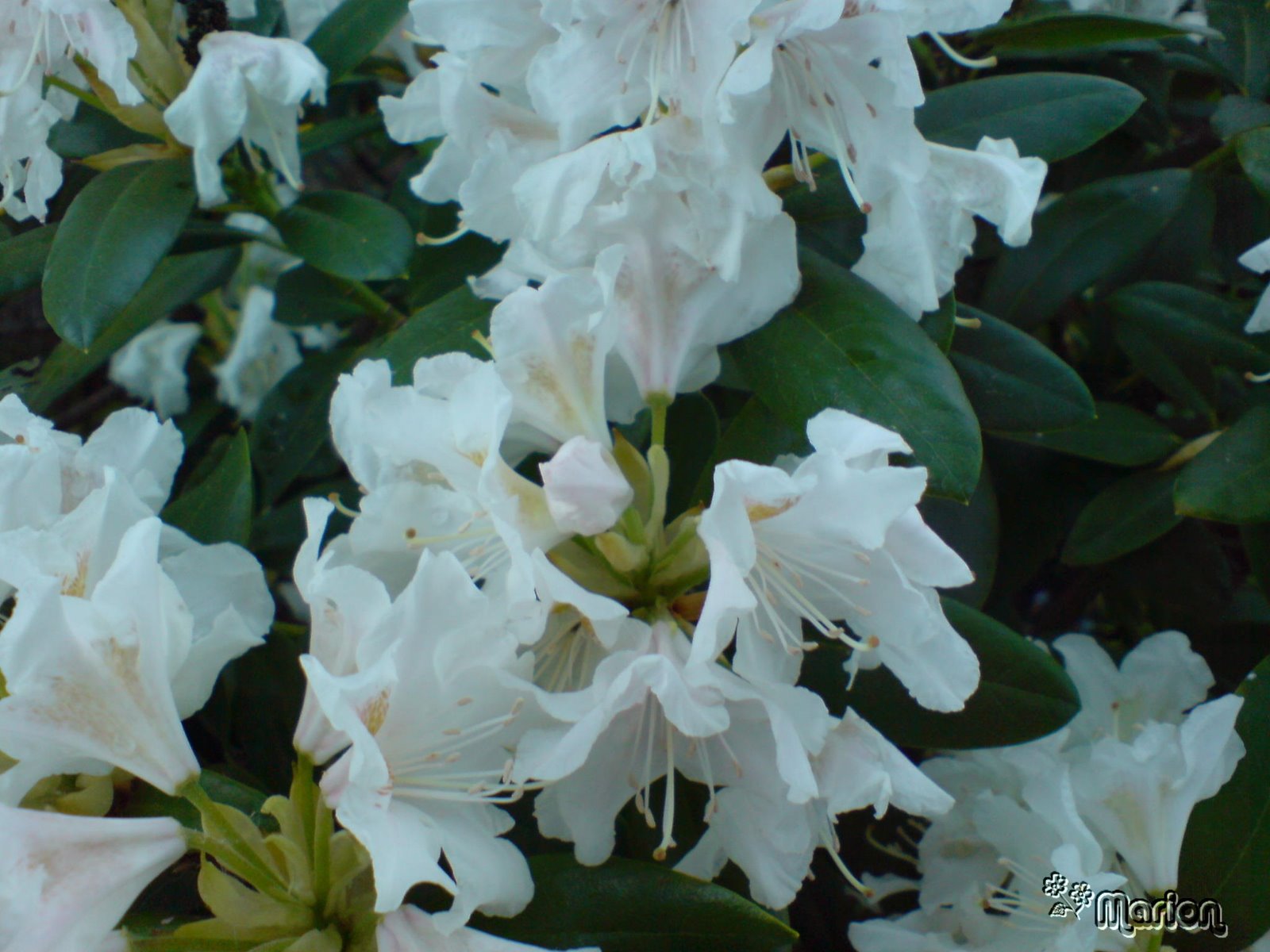 [Rhododendron.jpg]