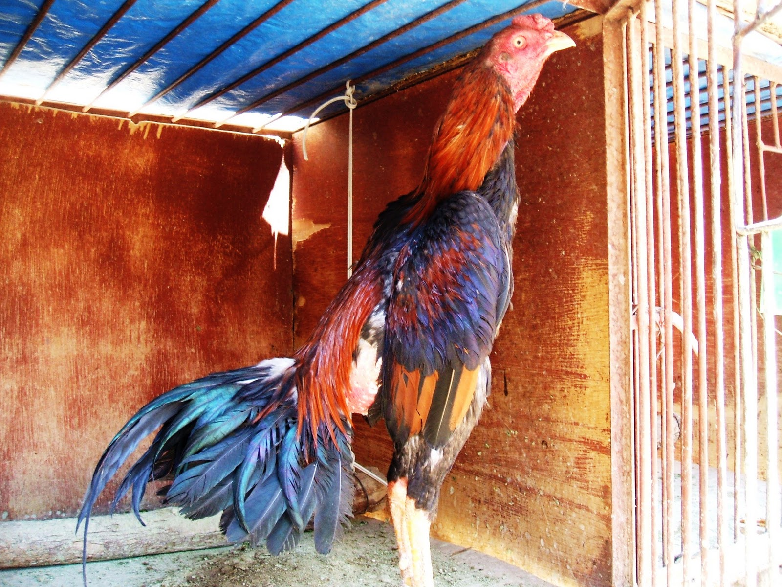 Gallos de combate Gallos de Combate en Caiza "D" Potosí Bolivia