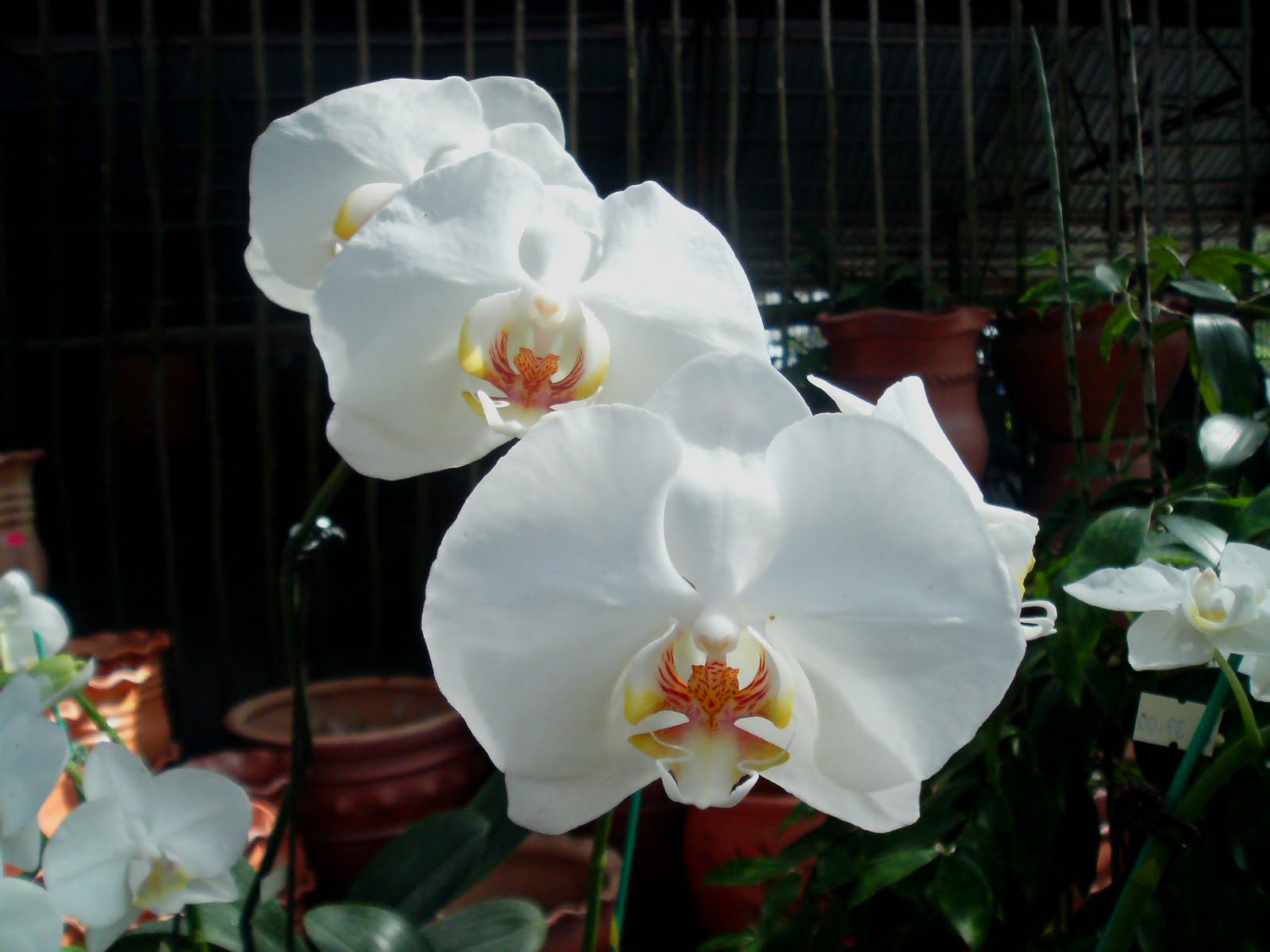 4 Da Love Of Orchids Phalaenopsis Amabilis Anggerek Bulan Or Flowers Of The Moon