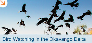 Botswana Okavango Delta Bird Watching