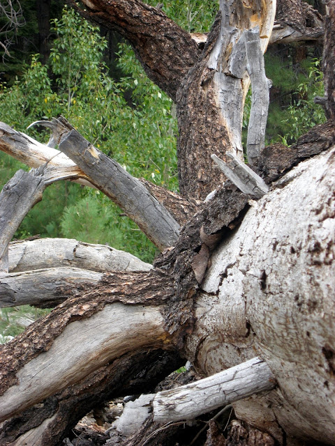 ophir creek log nevada