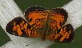 Pearl Cresent (Phyciodes thaos)