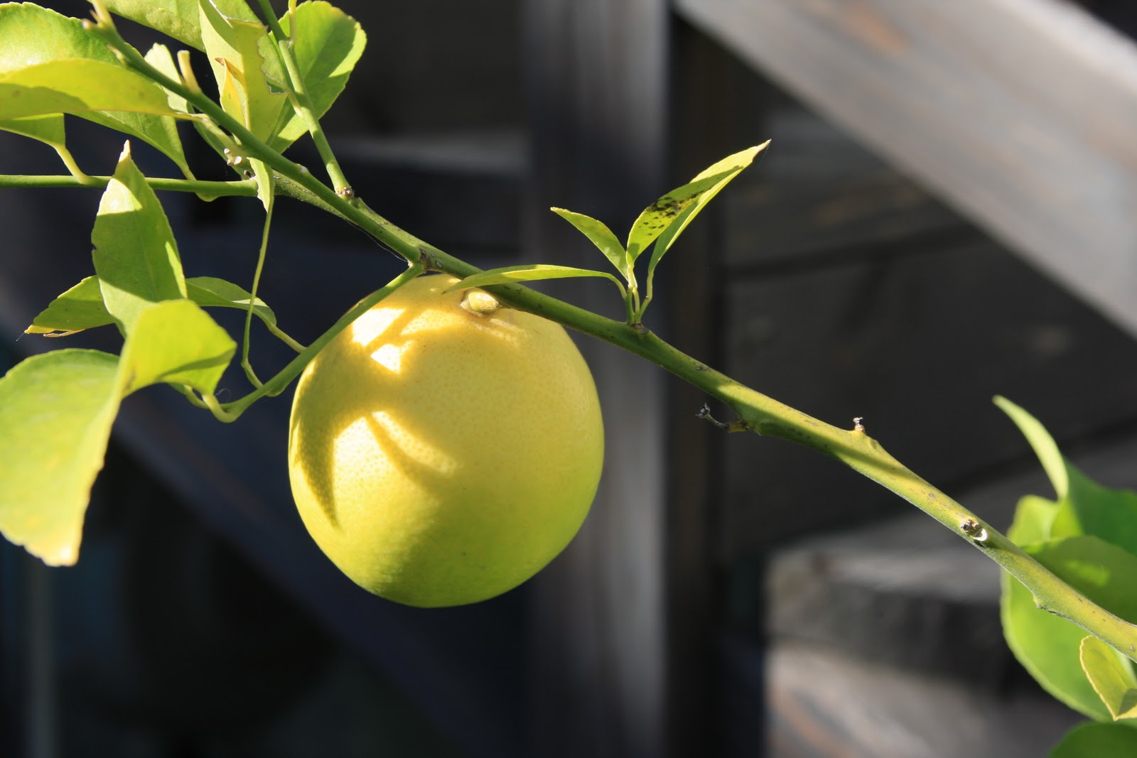 Christie Chase 262...lemon harvest