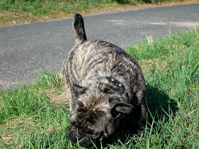 Die Roten Schuhe Mrs Mop S Mops