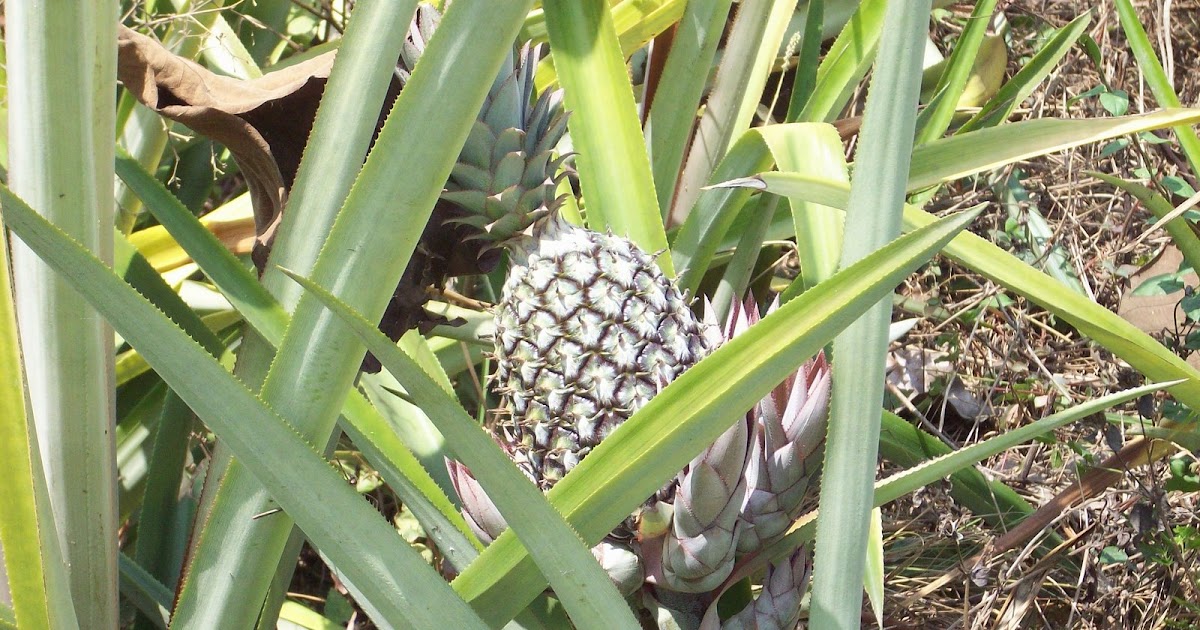 AKWAABA!!! Adventures in Ghana Pineapple farm, Wli Waterfall, Togo