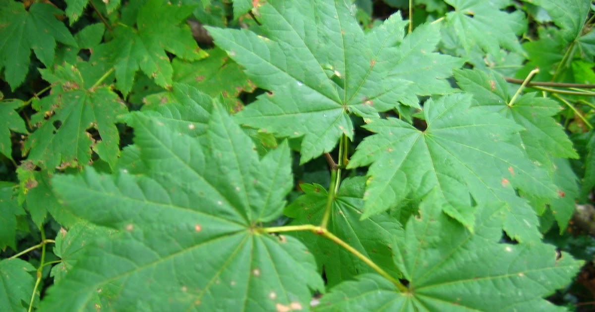 Native Oregon Plants Native Oregon Coastal Plant I.D. Challenge!