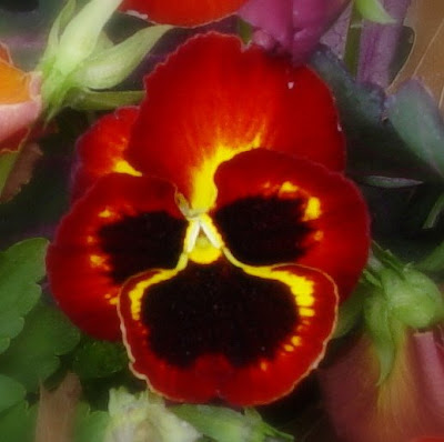 Red Pansies