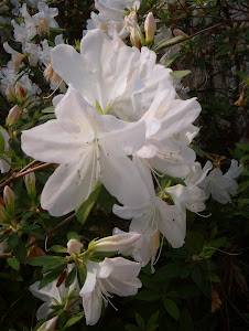 My spring azaleas