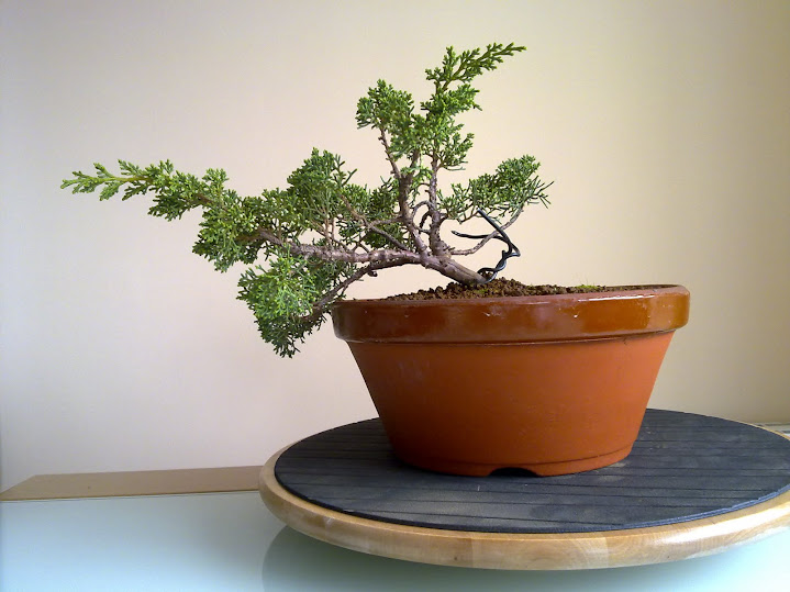 ^^^^^BONSAI^^^^^