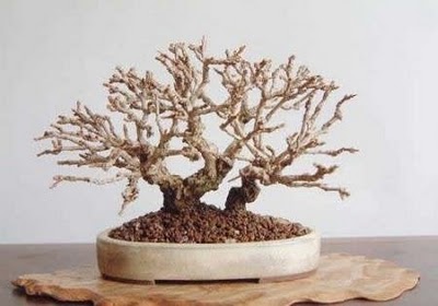 tree smallest bonsai fei ming titi residesi sources worlds taken 2008 dwarfed ornamental