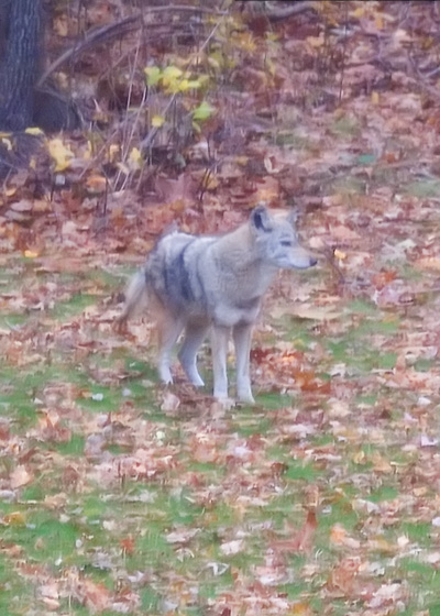 [coyote1.jpg]