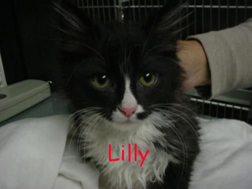 [lily01.jpg]