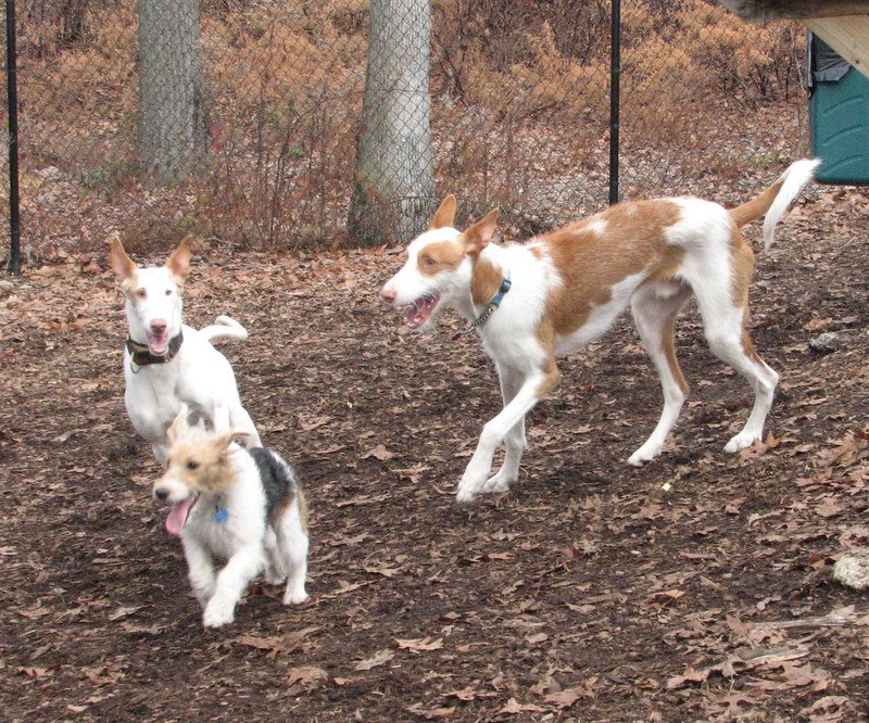 What Is The Purpose Of A Dog Park