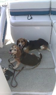Beagles!