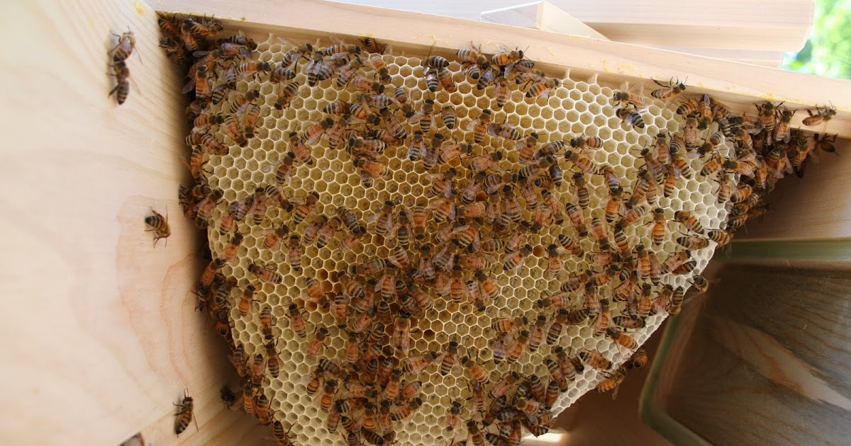 Backyard Bee Hive Blog Day 9 Our first real look inside the hive