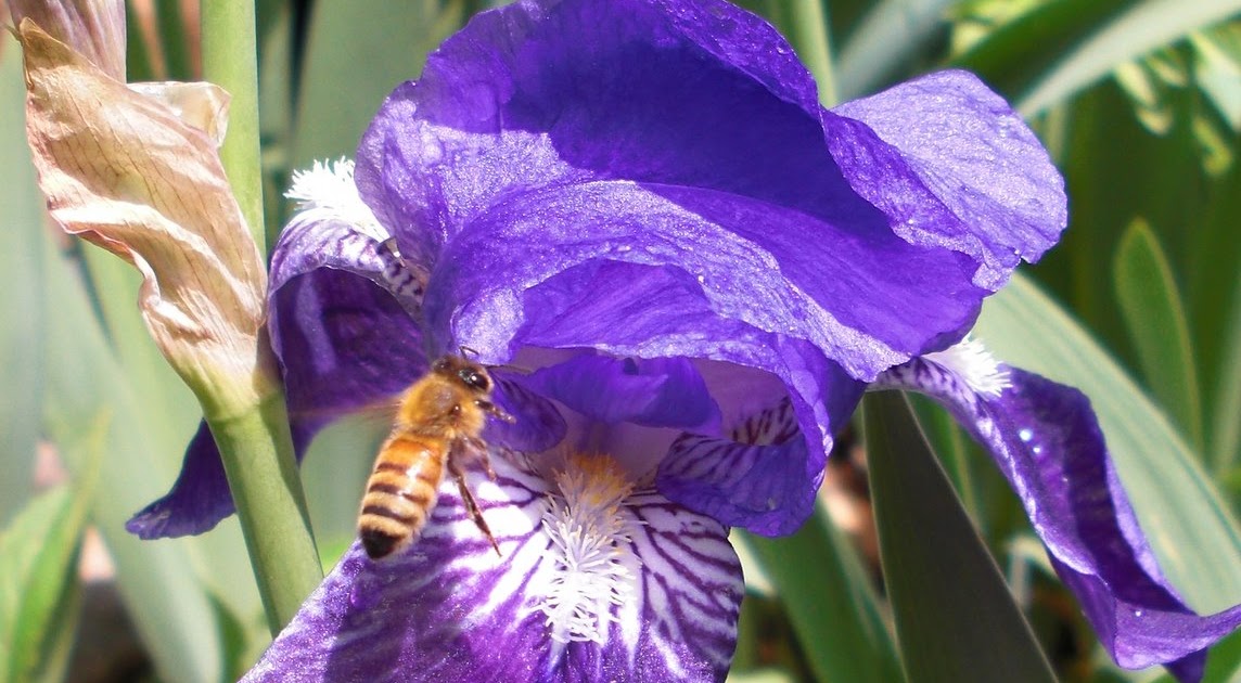Backyard Bee Hive Blog Common Iris