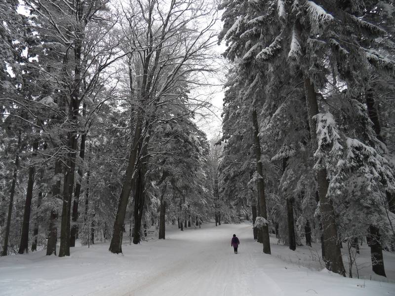 [pohorje220110a.jpg]