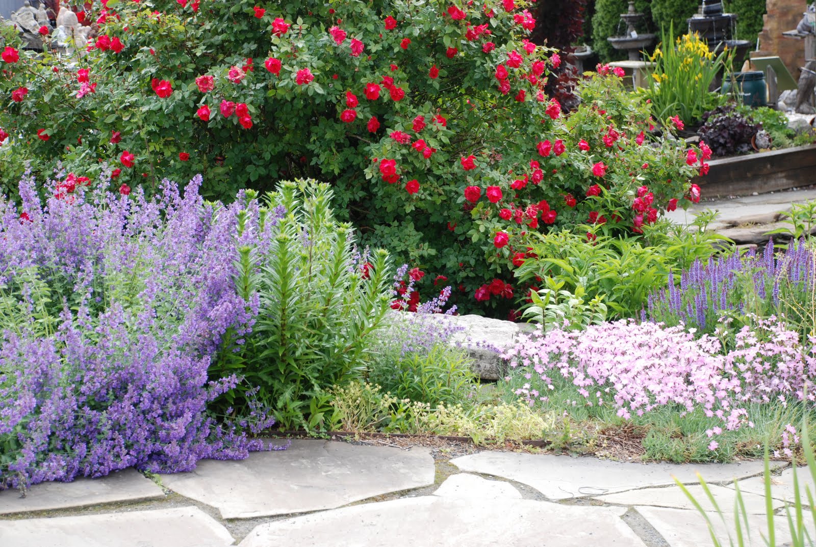 Valley View Farms PLANT OF THE WEEK Knock Out Roses
